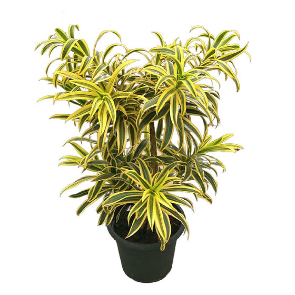  Siyah ve Kil Renkli Büyük Saksıda Dracaena Reflexa (~104 cm)