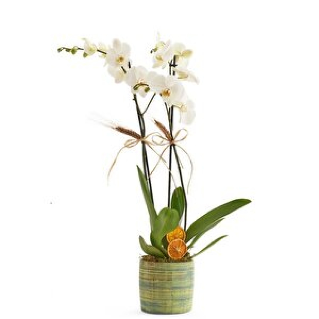  Beyaz Tülle Sarılı Saksıda Beyaz Orkide (2 Dal - ~75 cm)
