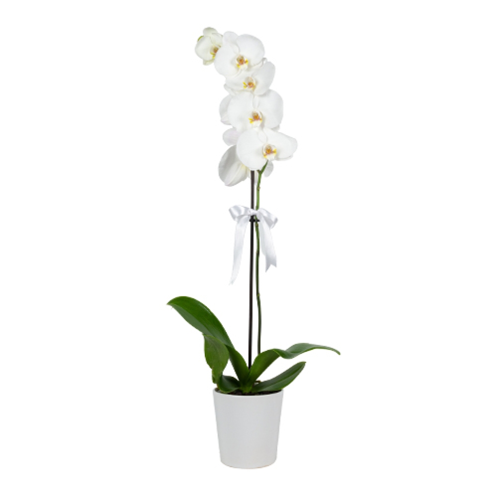  Beyaz Seramik Saksıda Büyük Tek Dal Beyaz Orkide (~ 60 cm)