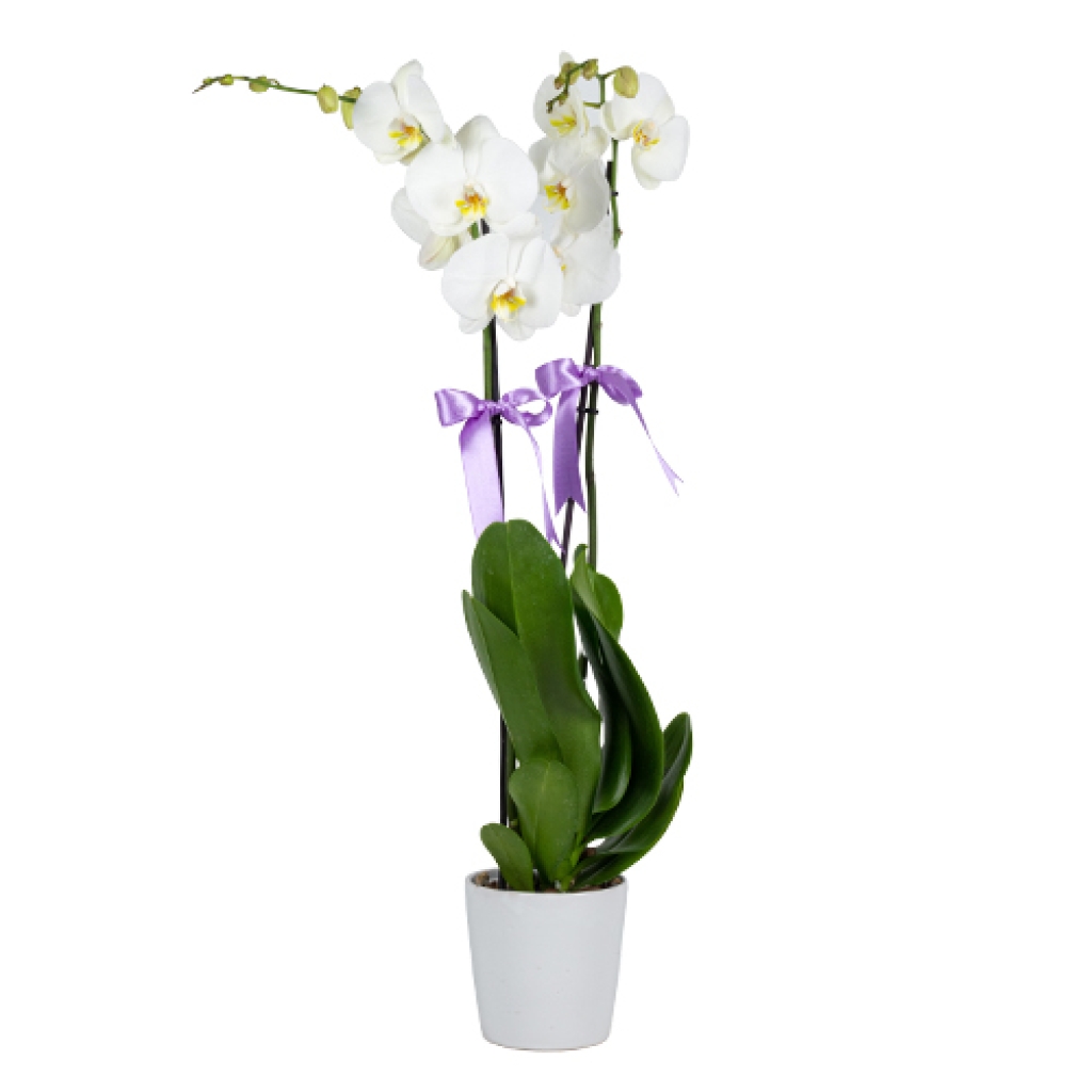  Beyaz Seramik Saksıda Lila Kurdeleli Büyük Beyaz Orkide (2 Dal - ~ 85 cm)