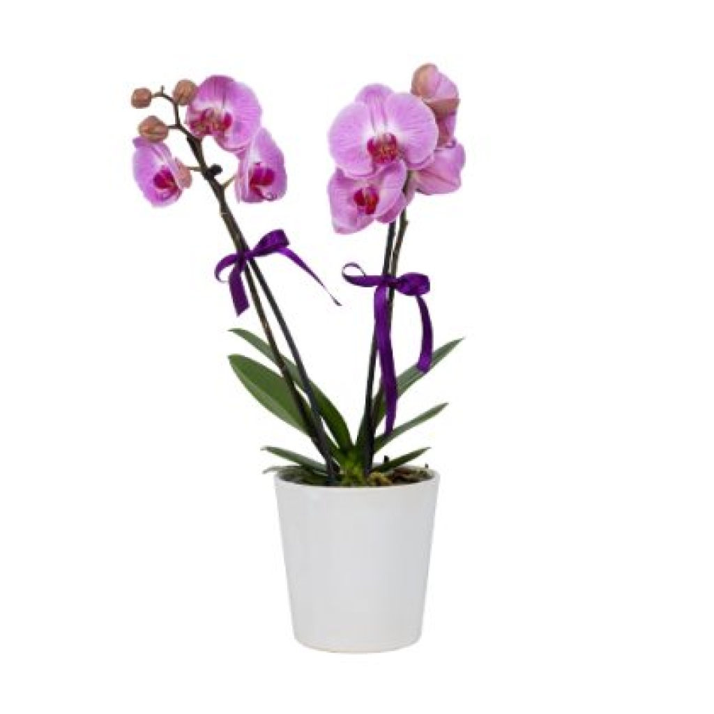  Beyaz Saksıda Pembe Midi Orkide (2 Dal - ~ 50 cm)