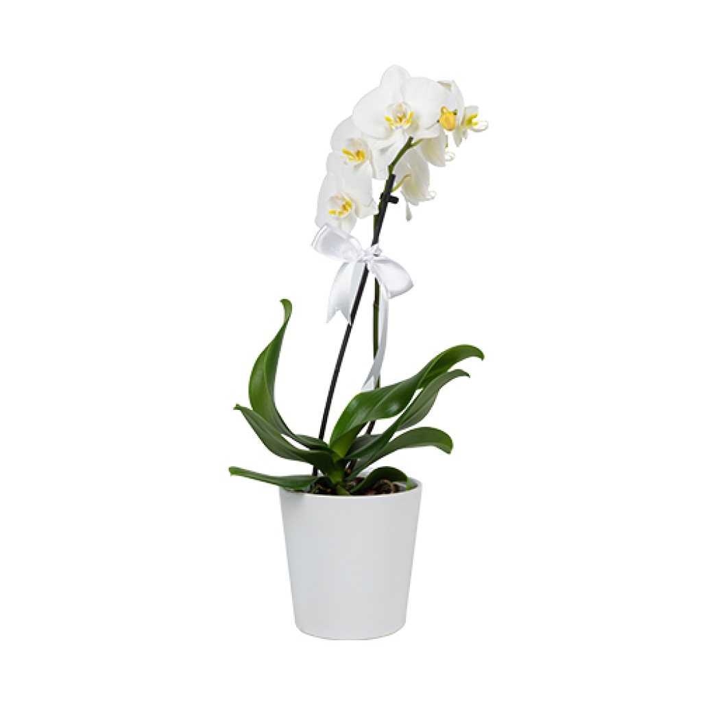  Beyaz Seramik Saksıda Tek Dal Midi Orkide (~ 50 cm)