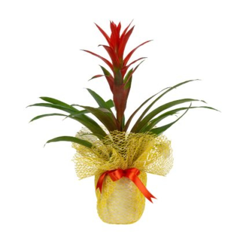  Sarı - Beyaz Tergalde Guzmania (~ 55 cm)