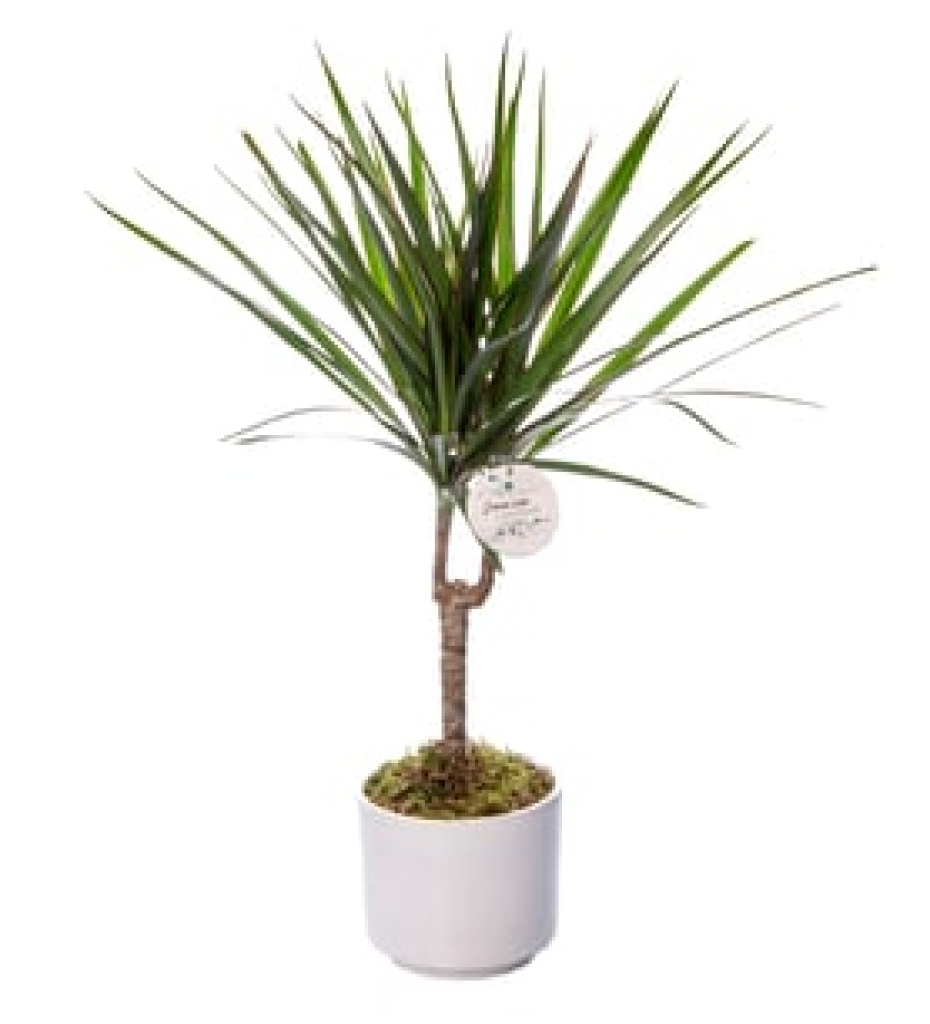  Krem Büyük Dekoratif Saksıda Dracena Bitkisi (~105 cm)