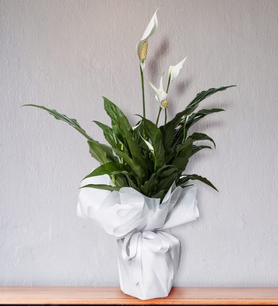  Beyaz Telada Spathiphyllum (~ 62 cm)