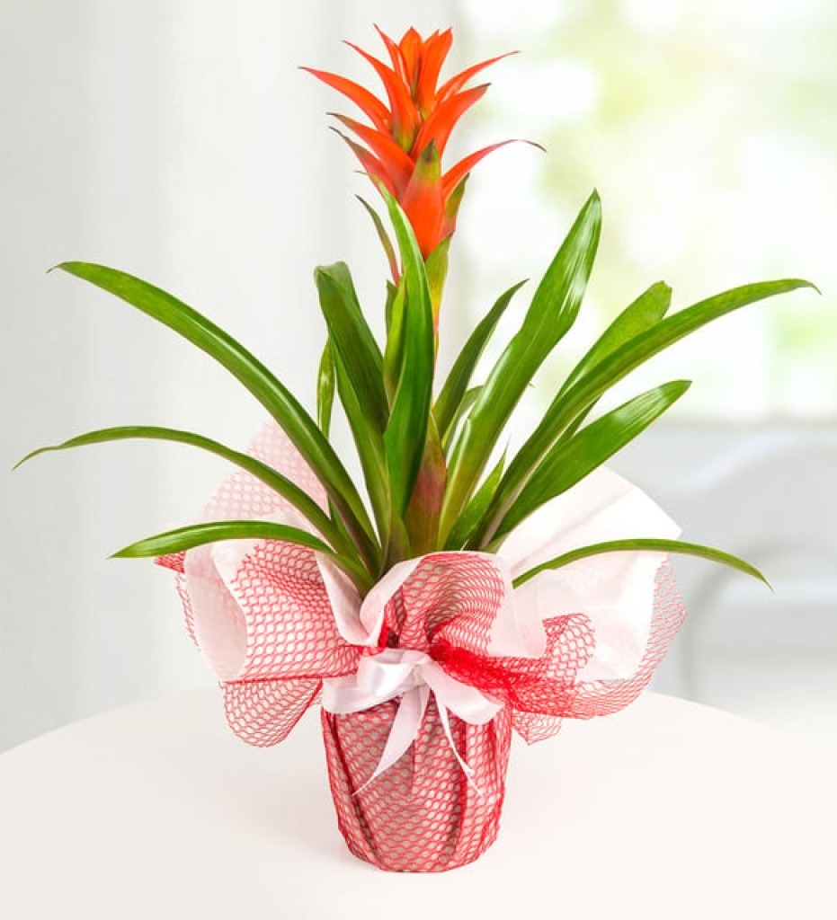  Yeşil Kırmızı Tergele Sarılı Saksıda Guzmania Çiçeği (~60 cm)