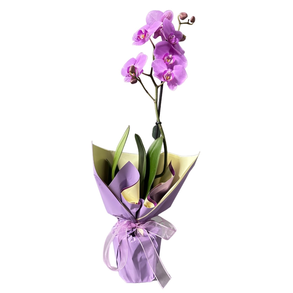  Mor Tergalde Tek Dal Mor Orkide (~ 81 cm)