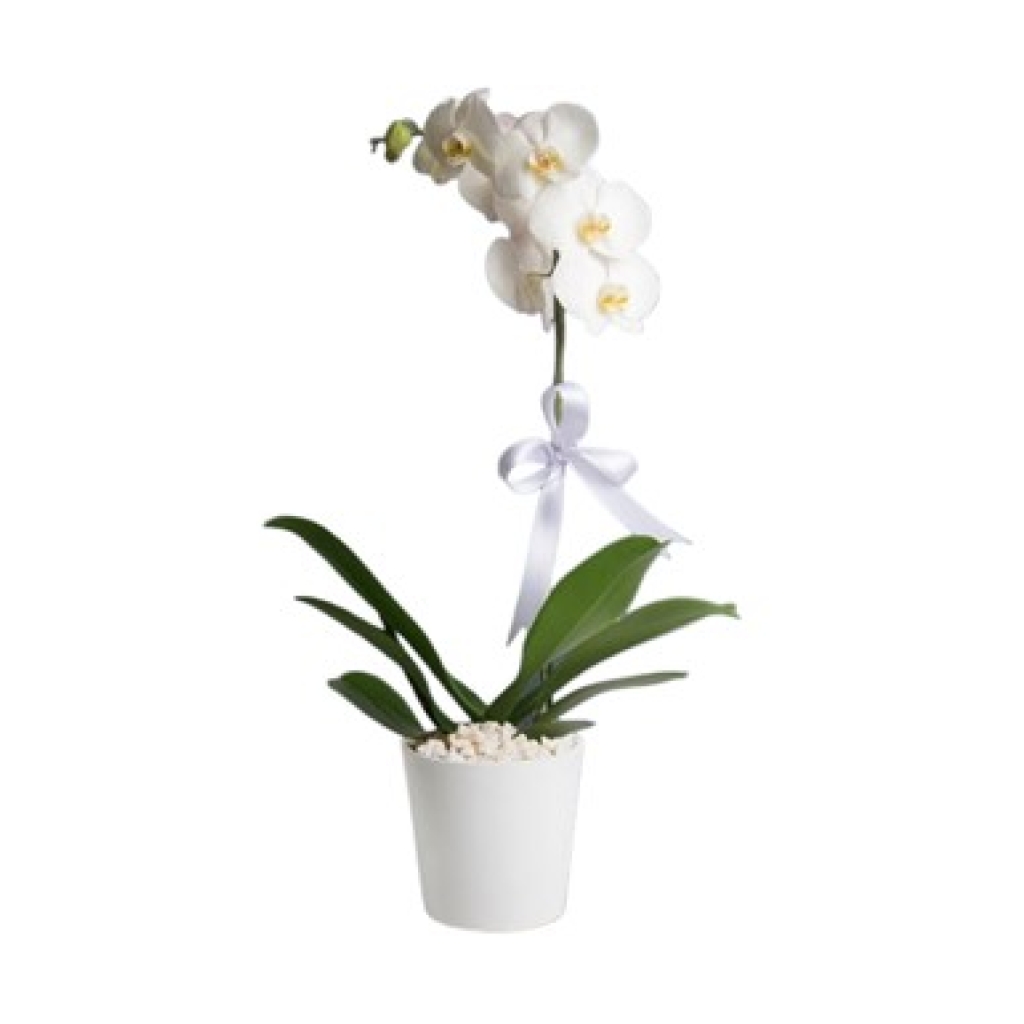  Beyaz Tülle Sarılı Saksıda Tek Dal Beyaz Orkide (2 Dal - ~75 cm)